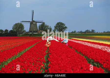 Mutter und Tochter im Bereich der roten Tulpen in den Niederlanden mit Windmühle Stockfoto