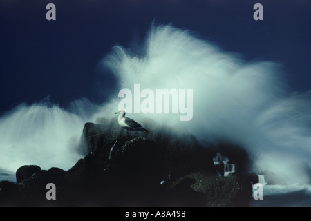 Welle trifft rockt mit Möwe am Big Sur in Kalifornien Stockfoto