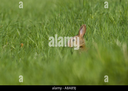 Wildkaninchen (Oryctolagus Cuniculus) Gras mit Kopf Stockfoto