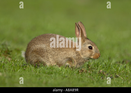 Wildkaninchen (Oryctolagus Cuniculus) auf Nahrungssuche in Wiese Stockfoto