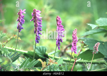 Getuftete Wicke, Vicia cracca Stockfoto