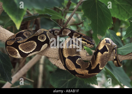 Eine königliche oder Ball Python Python regius Stockfoto