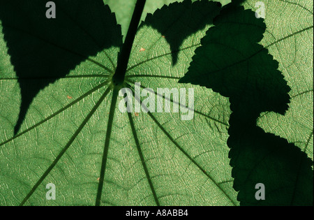 Unterseite eines Blattes einen Topf Pflanzen Sie Sparmannia schimmern im Sonnenlicht Stockfoto