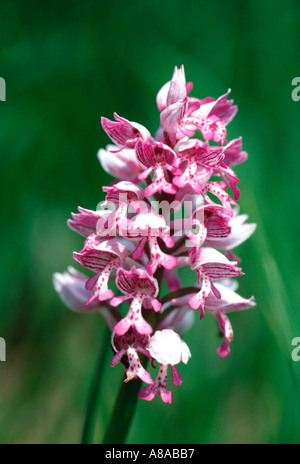 Militärische Orchidee Closeup etwas wie ein kleiner Mann mit einem bunten Helm in den Bayerischen Alpen Stockfoto