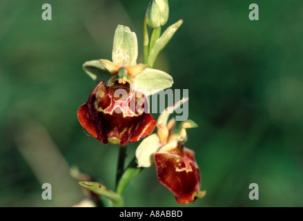 Spät Bumble Bee Orchidee Ophrys Holosericea eine selten gesehene kleine wilde Boden Orchidee Stockfoto