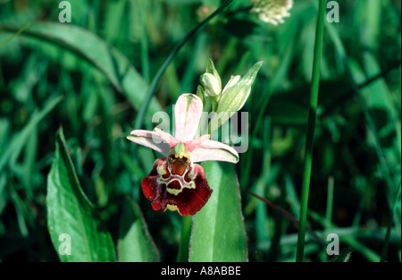 Spät Bumble Bee Orchidee Ophrys Holosericea eine selten gesehene kleine wilde Boden Orchidee Stockfoto