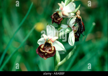 Spät Bumble Bee Orchidee Ophrys Holosericea eine selten gesehene kleine wilde Boden Orchidee Stockfoto