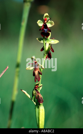 Orchidee Ophrys Insectifera eine seltene Wilde Orchidee fliegen zu gewinnen versucht zu fliegen Stockfoto