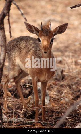 Damara Dik Dik Madoqua Kirki Damarensis gesehen im Etosha Nationalpark in Namibia, Südliches Afrika Stockfoto