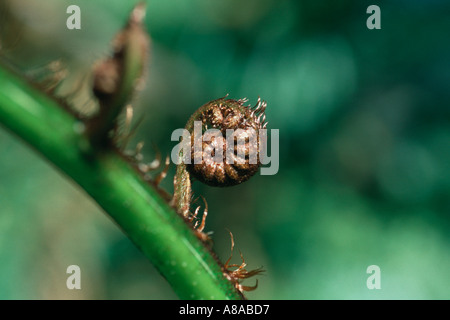 Silbernen Farn Knospe unfurling in Neuseeland Stockfoto