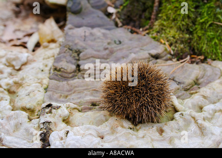 Kastanie, liegend auf einem Pilz Stockfoto