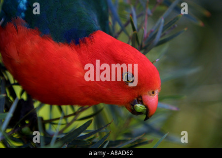 Eine männliche Australian King Parrot Alisterus Scapularis. Stockfoto