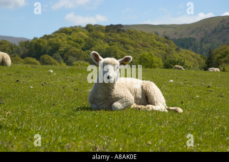 Lamm, saß in einem Feld, die Sonne zu genießen Stockfoto