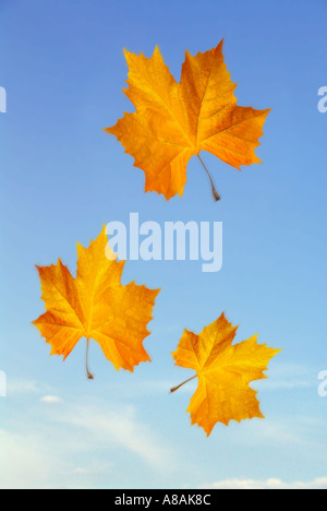 Fliegendes Herbstlaub Ahornblätter Blätter fliegen Ahorn Stockfoto