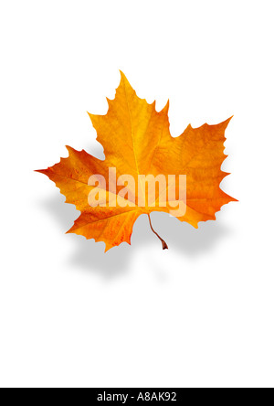 Detail aus einem Ahorn im Herbst Detail Buntes Ahornblatt Im Herbst lassen Stockfoto