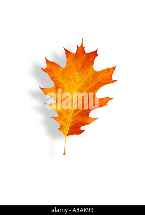 Detail einer Eiche im Herbst Detail Buntes Eichenblatt Im Herbst lassen Stockfoto