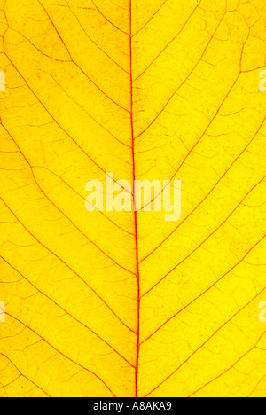 Detail der gelbe Kirsche lassen im Herbst Detail neben Kirschblatt Im Herbst Stockfoto