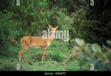 Bohor andere, Redunca Redunca in Wacholder Hagenia Wald, Dinsho, Bale-Mountains-Nationalpark, Äthiopien Stockfoto