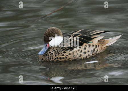 Bahama Pintail Ente Anas Bahamensis oder weiße-cheeked pintail Stockfoto