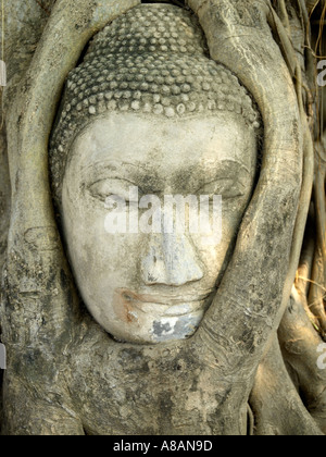 Kopf des Buddha in den Wurzeln eines Baumes in Ayutthaya in der Nähe von Bangkok, Thailand Stockfoto