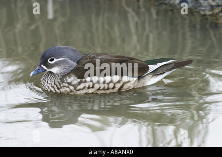 Mandarin Duck, Aix Sponsa, stammen ursprünglich aus Asien, aber jetzt in freier Wildbahn in Großbritannien züchten Stockfoto