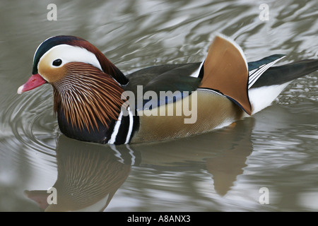 Mandarin Drake, Aix Sponsa, stammen ursprünglich aus Asien, aber jetzt in freier Wildbahn in Großbritannien züchten Stockfoto