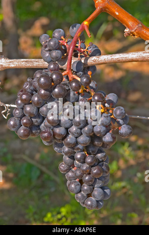 Reife Trauben von Cabernet Franc bepflanzt am Eingang - Chateau Grand Mayne, Saint Emilion, Bordeaux Stockfoto