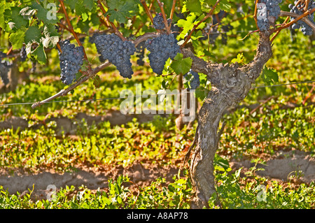 Reife Trauben von Cabernet Franc bepflanzt am Eingang - Chateau Grand Mayne, Saint Emilion, Bordeaux Stockfoto