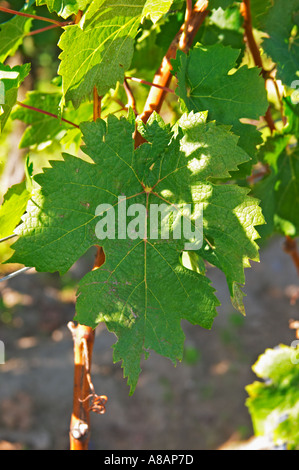 Cabernet Franc Blatt gepflanzt am Eingang - Chateau Grand Mayne, Saint Emilion, Bordeaux Stockfoto