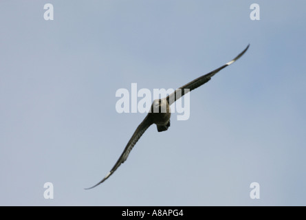 Great Skua Stercorarius Skua, im Flug über Heide in Schottland Stockfoto