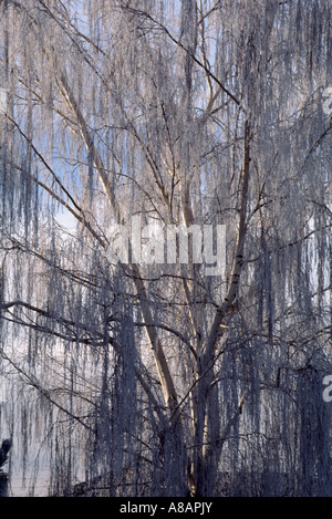 Eine ruhende WILLOW TREE Salicaceae-Familie in CENTRAL OREGON FROST bedeckt Stockfoto
