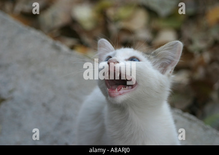 Fauchenden Katze Stockfoto