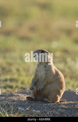 Schwarz-angebundene Präriehund Cynomys sich Erwachsene am Eingang zu Lubbock Texas buddeln September 2005 Stockfoto