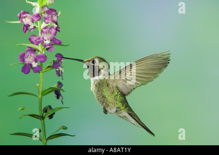 Breit-tailed Kolibri Selasphorus Platycercus Männchen im Flug Fütterung auf lila Angelonia Chiricahua Bergen Arizona Stockfoto