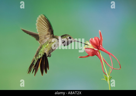 Breit-tailed Kolibri Selasphorus Platycercus Männchen ernähren sich von Columbine Paradies Chiricahua Bergen Arizona Stockfoto