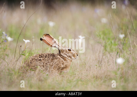 Schwarz-angebundene Jackrabbit Lepus Californicus Erwachsenen Uvalde County Texas Hill Country USA April 2006 Stockfoto