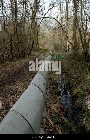 Schützende Barriere verhindern gemeinsame Kröte, überqueren diese Straße immer von Autos Horsley Common, Surrey, Foto HOMER SYKES gequetscht Stockfoto