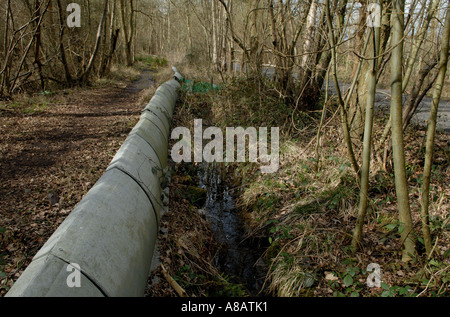 Schützende Barriere gegen die gemeinsame Kröte, überqueren diese Straße immer von Autos Horsley gemeinsame Surrey gequetscht. Die Thornleys Stockfoto