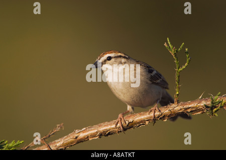 Chipping Sparrow Spizella Passerina Erwachsenen am Berg Zeder Juniperus Ashei Uvalde County Hill Country Texas Stockfoto