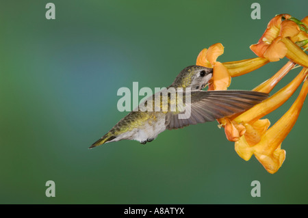 Costas Kolibris Calypte besteht junges Männchen im Flug Fütterung auf gelbe Trompete Flower Tucson Arizona Stockfoto