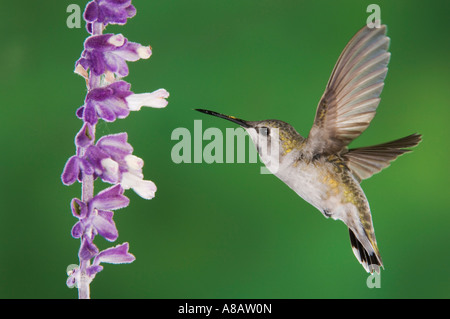 Costas Kolibris Calypte besteht junges Männchen im Flug Fütterung auf mexikanische Bush Salbei Tucson Arizona Stockfoto