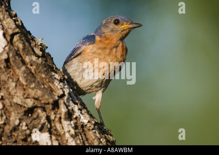 Östlichen Bluebird Sialia Sialis männlichen Willacy County Rio Grande Valley Texas USA Juni 2006 Stockfoto