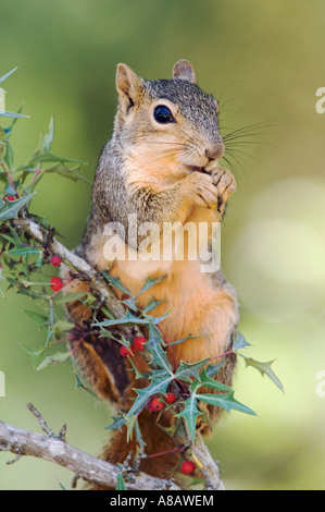 Östlichen Fuchs, Eichhörnchen Sciurus Niger Erwachsenen Essen Agarita Beeren Uvalde County Hill Country Texas Stockfoto