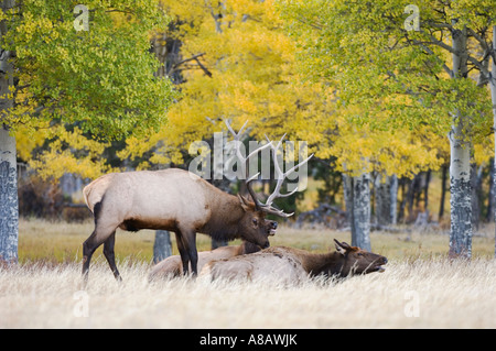 Elch Wapiti Cervus Elaphus Bulle und Kühe mit Aspentrees mit Fallcolors Colorado Rocky Mountain Nationalpark Stockfoto