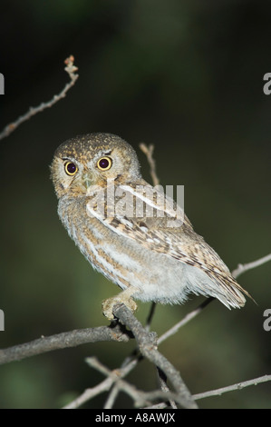 Elf Owl Micrathene Whitneyi Erwachsene Madera Canyon Arizona USA Mai 2005 Stockfoto