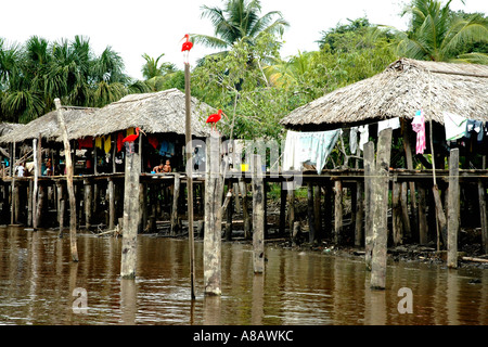 Roter Ibis schmücken Opensided Palafitos, Holzhäuser auf Stelzen, Heimat von Warao-Indianer im Orinoco-delta Stockfoto