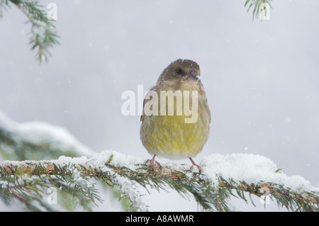 Europäischen Grünfink Zuchtjahr Chloris weiblich auf Sprouse Zweig mit Schnee während schneit Oberaegeri Schweiz Dezember 2005 Stockfoto