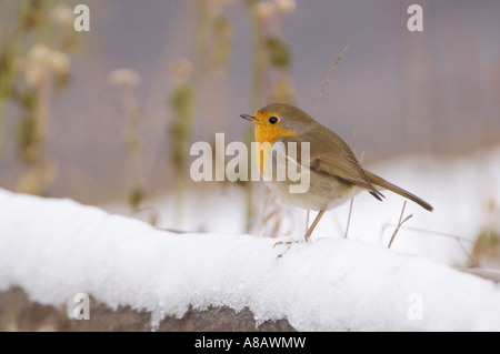 Rotkehlchen Erithacus Rubecula Erwachsenen auf Zaun mit Schnee Flachsee Schweiz Dezember 2005 Stockfoto