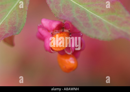 Europäische Spindel-Baum Euonymus Europaea Obst Fallcolors Unterlunkhofen Schweiz August 2006 Stockfoto