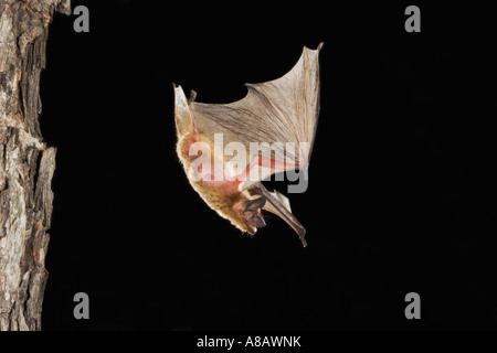 Am Abend Bat Nycticeius Humeralis Erwachsenen im Abflug Tag Roost in Baumhöhle Rio Grande Valley, Texas Stockfoto
